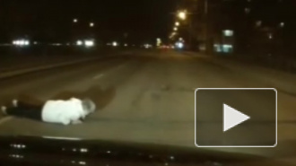 Видео из Ростова-на-Дону: водителю чудом удалось избежать наезда на упавшую под колеса женщину