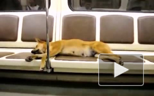 Топ-Метро: Забавные животные в петербургском метрополитене 