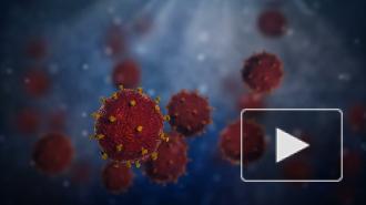 В Индии проходит первый этап испытаний вакцины Covaxin от коронавируса