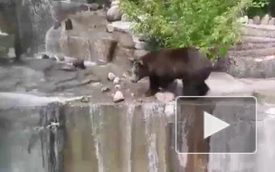 Пьяный мужчина напал на медведя в зоопарке и попал на видео