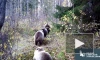 В Нижне-Свирском заповеднике медведи попали в  объектив фотоловушки