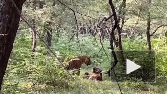 В Индии заснята драка бенгальских тигров