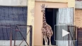 Видео: жираф Соня впервые за 7 месяцев вышла на прогулку