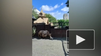 В Московском зоопарке родился ячонок
