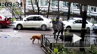 Драка собачников на Выборгском шоссе попала на видео