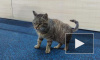 Кот-воришка из Владивостока обрел новый дом и оказался кошкой 