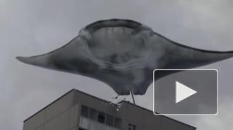 В небе над Петербургом заметили миграцию грави-скатов