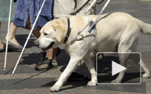 Следствие задержало подозреваемую в краже собаки-поводыря у слепой москвички 
