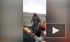 Доброе видео: На Сахалине рыбаки спасли запутавшегося в сетях медвежонка