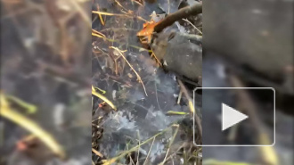 На берегу Нижнего Большого Суздальского озера обнаружили странную рыбу