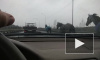 Видео: на Мурманском шоссе гаишники ловят табун лошадей