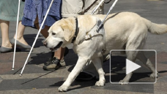 Следствие задержало подозреваемую в краже собаки-поводыря у слепой москвички 