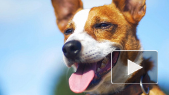 В Гонконге умерла единственная собака с коронавирусом