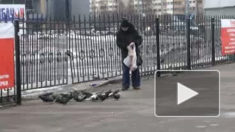 Любовь и голуби