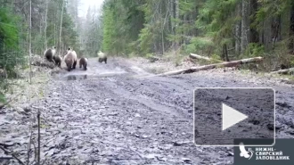 В Ленобласти гуляющая семья медведей попала в объектив камеры