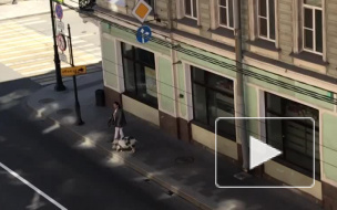  Мини-пиг Дуся снова порадовала жителей Петербурга