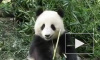  Ушла из жизни «олимпийская» панда из Китая