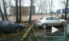 На Салова в Петербурге дерево рухнуло на автомобиль