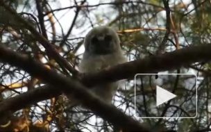 Петербуржец встретил в Приморском районе семейство ушастых сов