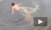 Видео: в Индонезии крокодил утащил под воду шамана