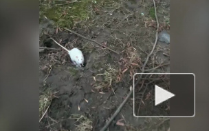 Петербуржцы беспокоятся за белую мышку, живущую на улице
