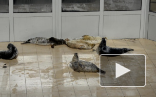 С жителями Петербурга поделились видео отдыхающих тюленей