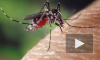 Роспотребнадзор опроверг информацию об опасных комарах на юге России