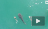 Заплыв туристов с крупнейшей в мире акулой удалось снять на видео