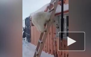 Красноярские вахтовики передали зоопарку спасенного белого медвежонка