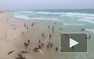 Печальное видео из Африки: В Кабо-Верде выбросились на берег и погибли 136 дельфинов