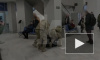 Появилось видео задержания террориста, финансировавшего запрещенную организацию ИГ