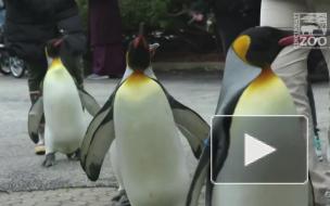 В США пингвины вышли из зоопарка на прогулку и стали героями видео
