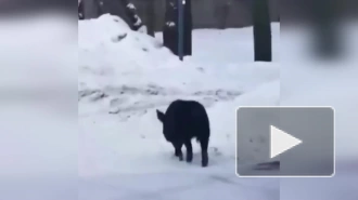 Видео: в Купчино по Альпийскому переулку бегал маленький кабан