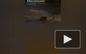 В реке Оккервиль у улицы Дыбенко заметили бобра