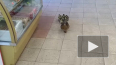 Видео: мама-утка вместе с утятами зашла в магазин ...