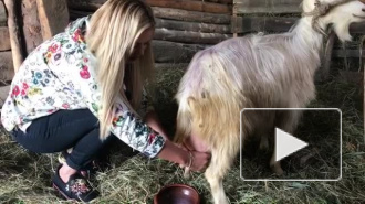 Анна Семенович впервые подоила козу   