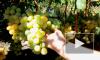 "Роскачество" дало рекомендации по выбору винограда
