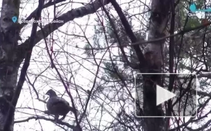 Под Петербургом рябчики начали объединяться в стайки