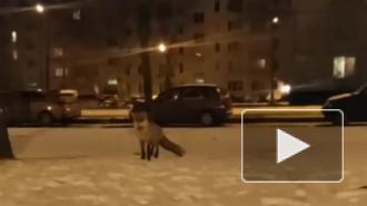 Петербуржцы заметили голодную лису среди многоэтажек в Колпино