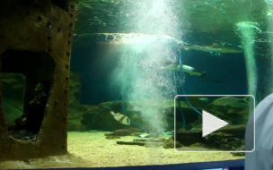 В Петербурге появится океанариум с крокодилами на проспекте Славы