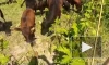 В Ленобласти в борьбе с борщевиком помогли быки