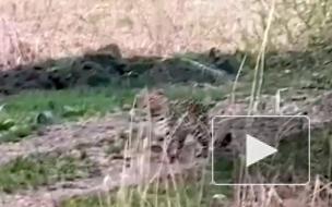 В Приморье краснокнижный дальневосточный леопард вышел к частному дому