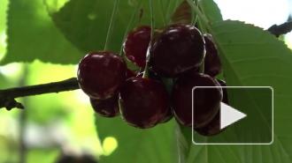 Роскачество рассказало, как выбрать черешню