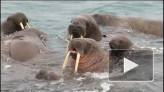 Россияне в Арктике сыграли на гармошке вальс для моржей (видео)