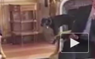 Видео из Елисейского дворца: Пес Макрона помочился на камин во время заседания
