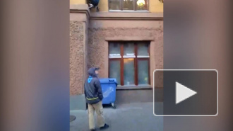 Видео: кота Елисея на Малой Садовой снова ограбили