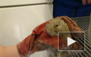 В Петербурге из вентиляционной шахты спасли чилийскую белку Эдюшу