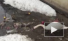 Забавное видео: лебедь-чистюля расчищает озеро от мусора