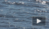 Нетрезвый рыбак утонул в Дудергофском канале, запутавшись в сетях