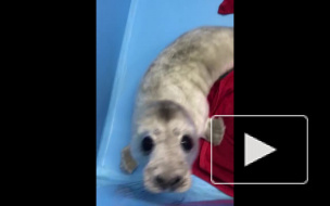 Зоологи спасли тюлененка с острова Гогланд